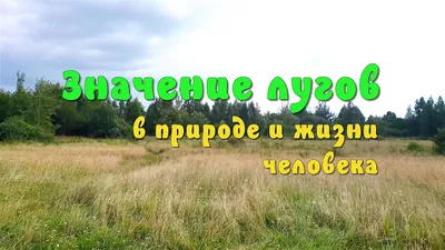 Подпиши только названия растений луга . Укажи среду обитания других растений  - Школьные Знания.com