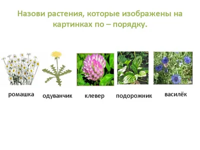 Речецветик: Тема «Весна. Растения луга и сада»