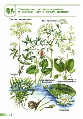 Атлас определитель От земли до неба. Растения водоемов и влажных мест