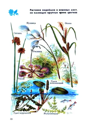 Помогите! Определите растения пресного водоёма и влажных мест. - Школьные  Знания.com