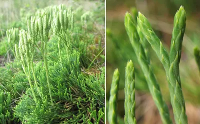 PDF) Vascular flora of the Maly Utrish area