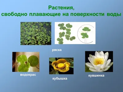 Растения пресного водоема (59 фото) - 59 фото