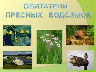 PPT - Жизнь пресного водоема PowerPoint Presentation - ID:4772289