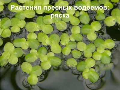 Растения пресного водоема - презентация онлайн