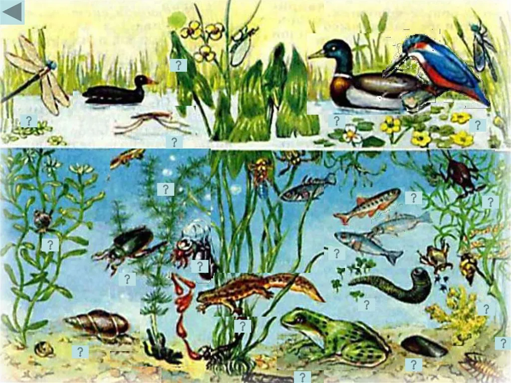 Климат в жизни животных и растений рисунки