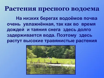 PPT - Жизнь пресного водоема PowerPoint Presentation - ID:4772289