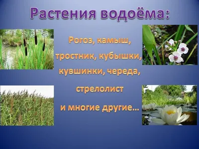 Узнай названия этих растений пресного водоема и влажных мест,подпиши. -  Школьные Знания.com