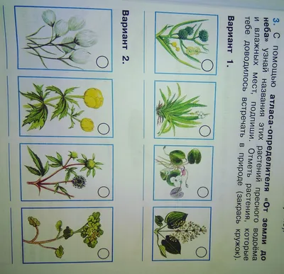 С помощью атласа опредилителя от земли до неба узнай названия этих растений  пресного водоёма - Школьные Знания.com