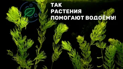 Роголистник для пруда купить для очистки воды! | 