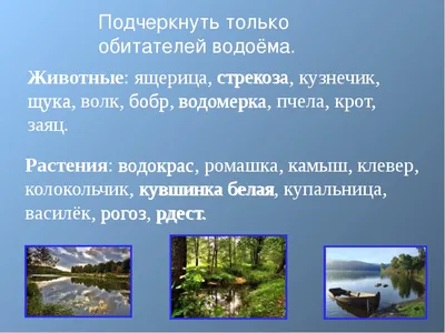 PPT - Жизнь пресного водоема PowerPoint Presentation - ID:4772289