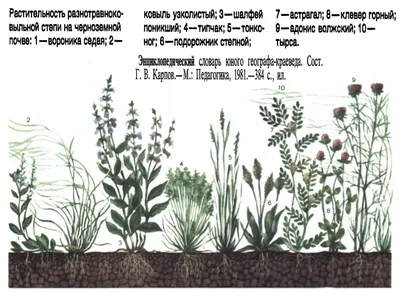 Растения степей in 2023 | Flora, Grass