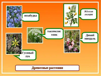 Tulipa suaveolens - Изображение особи - Плантариум