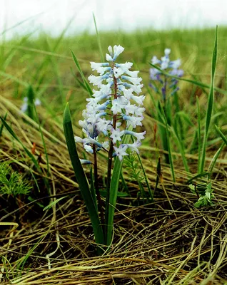 Hyacinthella pallasiana - Изображение особи - Плантариум