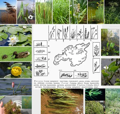 Ты знаешь ли ты растения пресных водоемов рассмотри изображения растений  подпиши их названия
