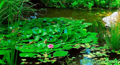 Водные растения: примеры с фото, виды, польза