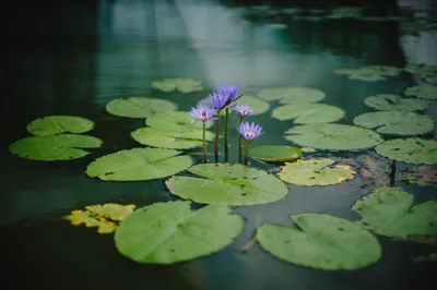 Какие цветы растут на воде?