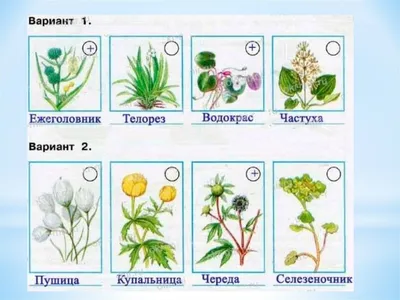 Ты знаешь ли ты растения пресных водоемов рассмотри изображения растений  подпиши их названия