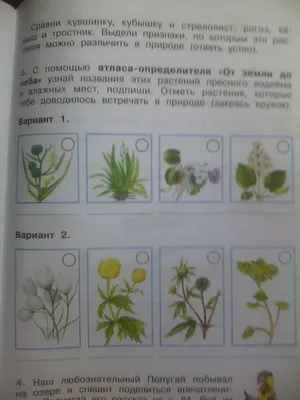 мелководные растения, растения для водоема