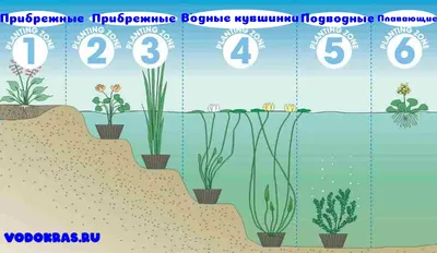 Рецензии покупателей на "Атлас: Растения водоема (7932)" - Издательство  Альфа-книга