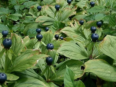 Вороний глаз четырехлистный (Paris quadrifolia L.)