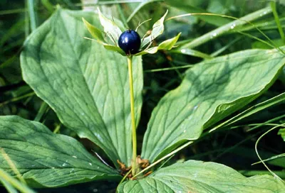 Вороний глаз (лат. Paris quadrifolia)