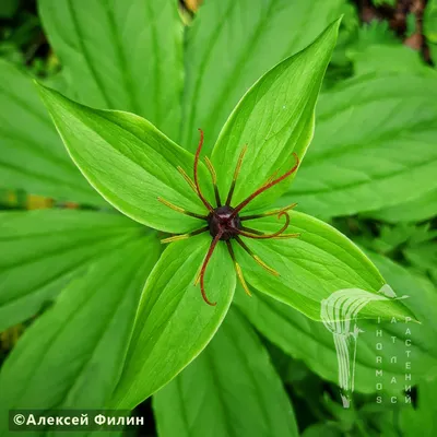 Вороний глаз четырёхлистный (Paris quadrifolia)