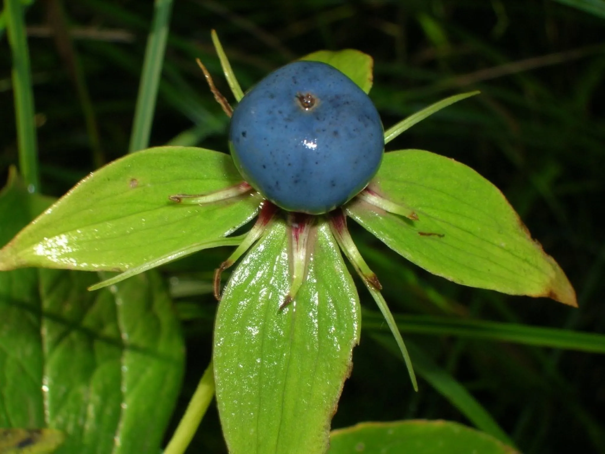 Eye berry. Вороний глаз ядовитое растение. Вороний глаз ягода ядовитая. Вороний глаз и Волчья ягода.