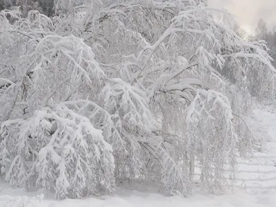 Зима на участке: Первая помощь растениям после снегопада | Houzz Россия