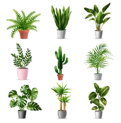 Комнатные растения Изображения – скачать бесплатно на Freepik