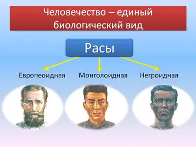 53. Факторы эволюции человека. Человеческие расы. Эволюция человека на  современном этапе: Человеческие расы, их происхождение и единство