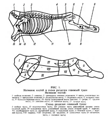 Технология разделки мяса: жиловка