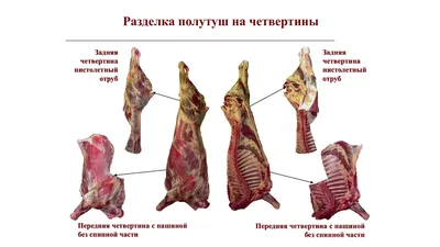 Баранина: польза и вред мяса, особенности забоя овцы и разделки тушки |  Ферма.expert 🌿 | Дзен