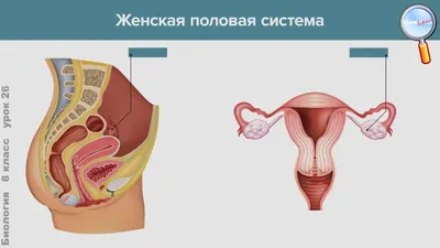 Подготовка к ГИА по биологии:  Размножение и развитие организма человека .