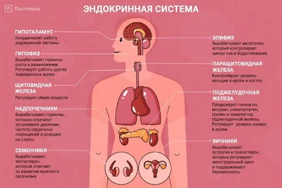 Гельмифлор: эффективное средство против паразитов купить по цене 1168 ₽ в  Москве на  (ID#50834259)