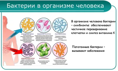 Размножение человека. 8 класс. 1 - презентация онлайн