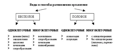 Аскариды: опасные паразиты в кишечнике и способы борьбы с ними» — создано в  Шедевруме