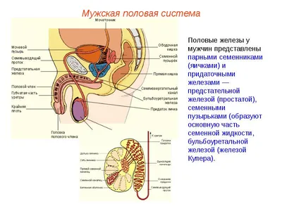 Размножение и развитие человека - online presentation