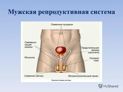 Размножение людей» — создано в Шедевруме