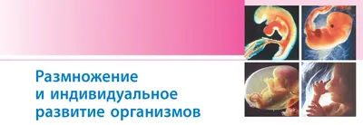 Женщины смогут размножаться без мужчин | Новости Саратова и области —  Информационное агентство "Взгляд-инфо"