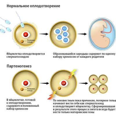 Обошлись без секса. Случаи непорочного зачатия, подтвержденные наукой - РИА  Новости, 