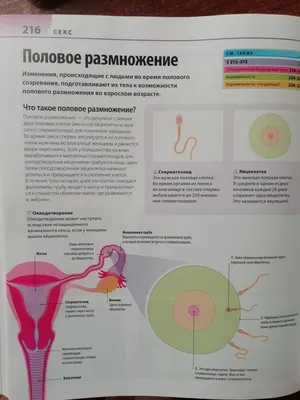 Размножение и развитие человека • Биология, Анатомия и физиология человека  • Фоксфорд Учебник