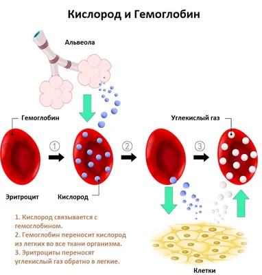 Размножение людей картинки