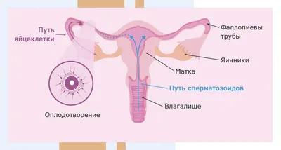 Иллюстрация 46 из 63 для Как помочь ребенку повзрослеть. Иллюстрированное  руководство для родителей по переходному возрасту - Уинстон, Антробус, Дэй  | Лабиринт - книги. Источник: Счастливая мама