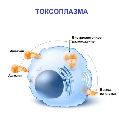 ОГБПОУ "Томский колледж гражданского транспорта" - Профилактика ОКИ