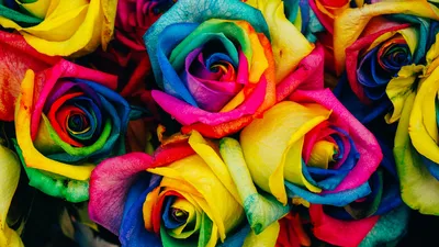Обои разноцветные цветы, Радуга Роуз, цветок, Роза, флористика HD ready  бесплатно, заставка 1366x768 - скачать картинки и фото