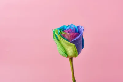 Разноцветные розы разноцветные розы изображение_Фото номер 500593575_JPG  Формат изображения_