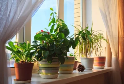 5 видов комнатных растений, которые легче всего выращивать :: myPlants