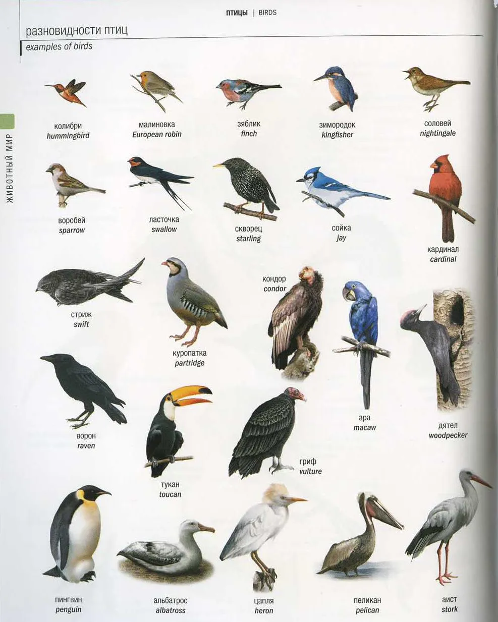 Откуда название птиц. Виды птиц. Птицы на букву а. Наименование птиц. Разновидности птиц с названиями.