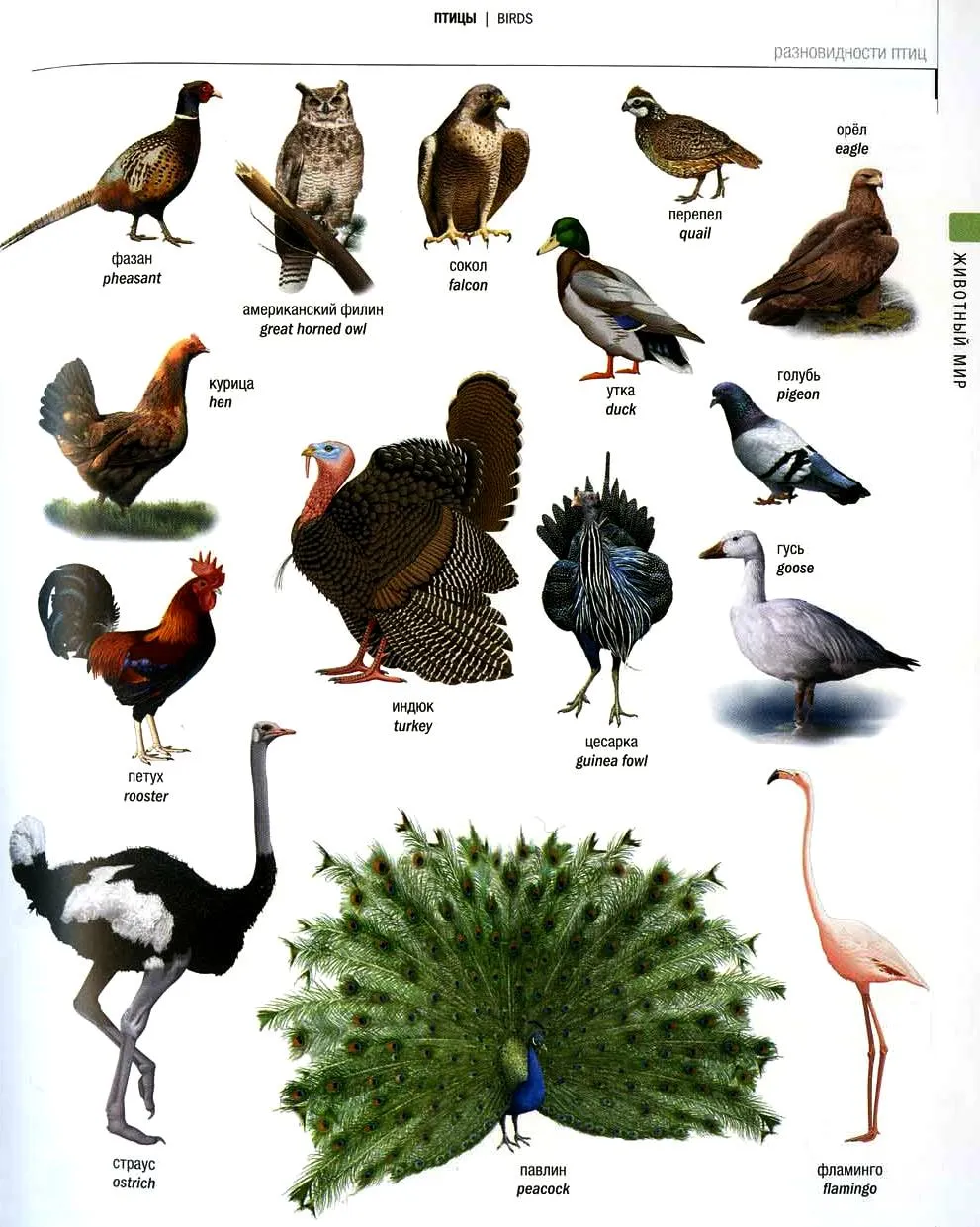 Породы птиц русская. Какие породы птиц есть. Виды птиц на французском. Породы птиц ньюгенша.
