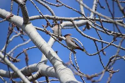 картинки : Сельдь-чайка, Larus, Laridae, Северное море, Seevogel, животное,  Разновидность, Большая чайка, воды, природа, Водяная птица,  Шарадиообразные, летать, Группа птиц, Птицы 4166x2779 - - 1371114 -  красивые картинки - PxHere